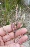 Festuca rubra