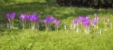 Colchicum speciosum