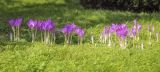 Colchicum speciosum