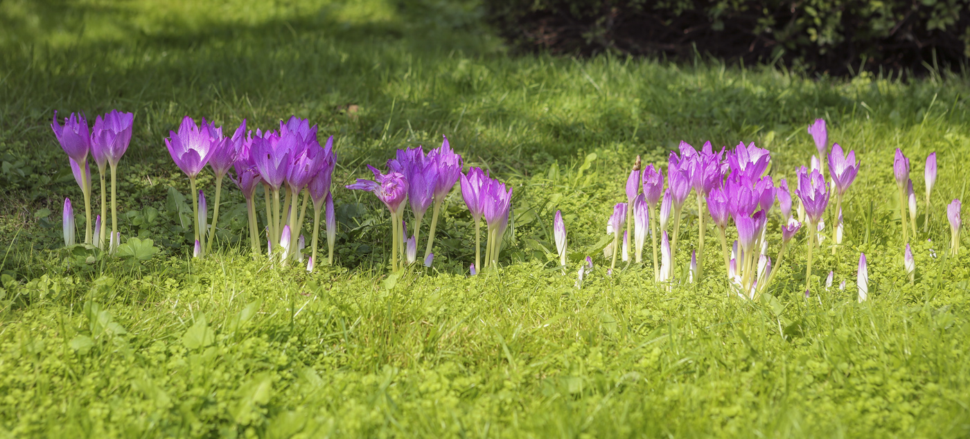 Изображение особи Colchicum speciosum.