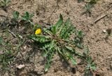 genus Taraxacum. Цветущее растение. Астраханская обл., Лиманский р-н, окр. пос. Басинск, берег ильменя Корожий, песчаный участок берега. 23.04.2021.