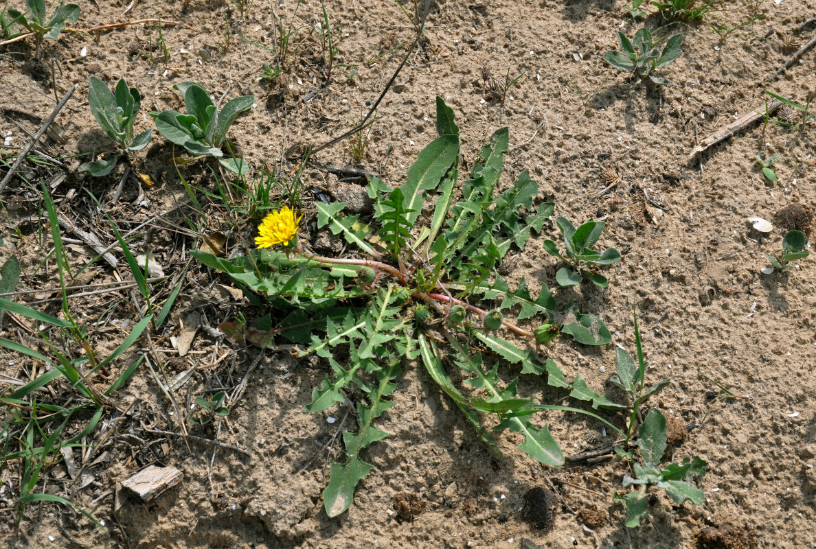 Изображение особи род Taraxacum.