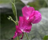 Lathyrus odoratus