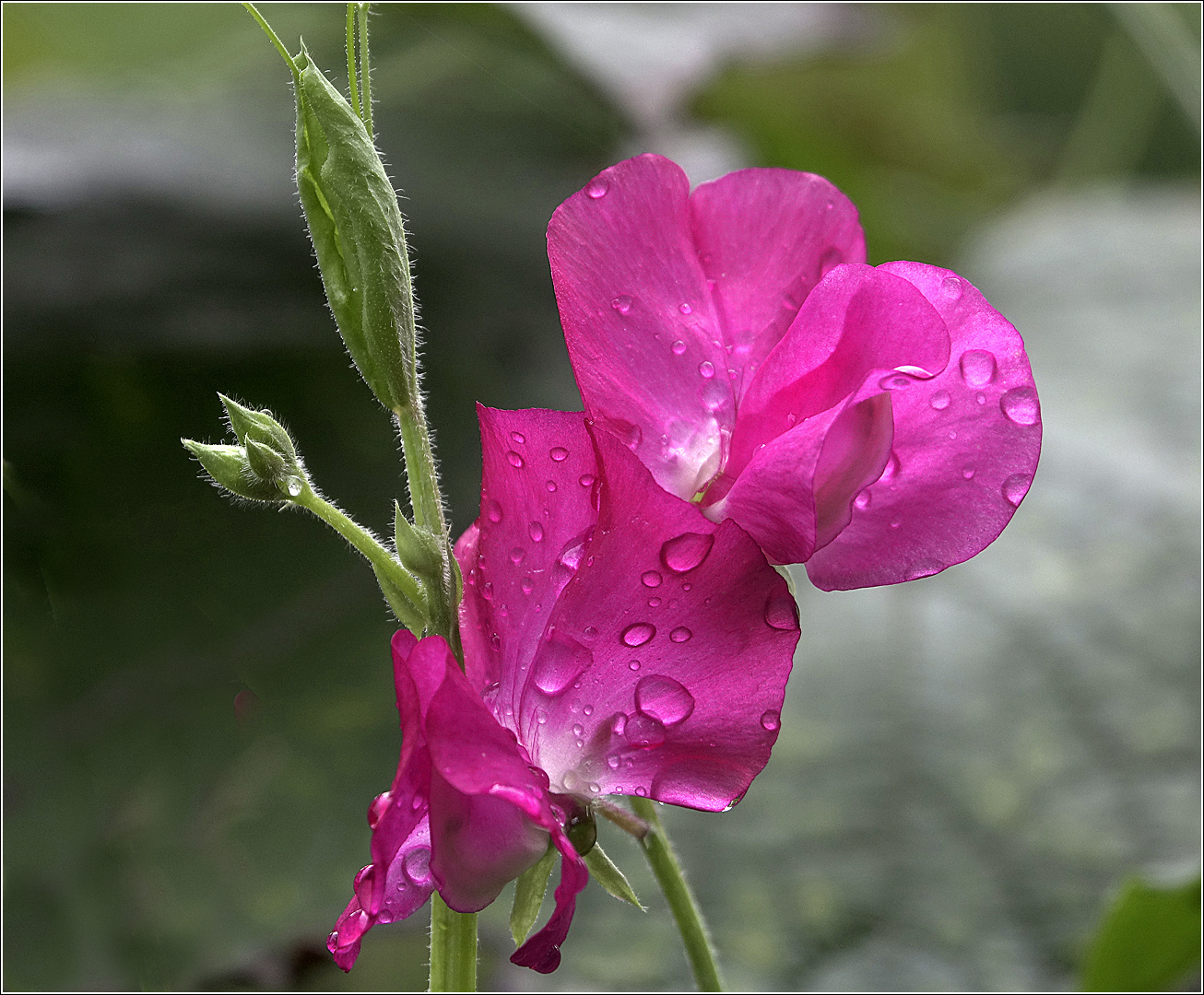 Image of Lathyrus odoratus specimen.
