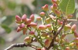 Pistacia vera