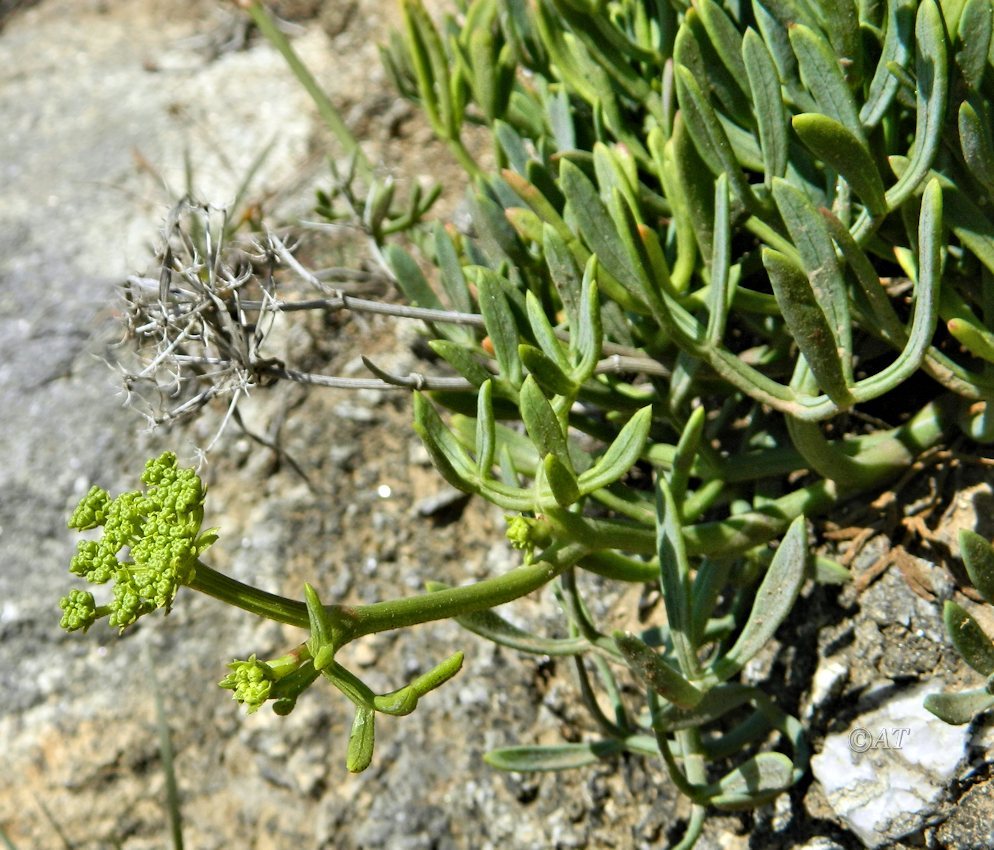 Изображение особи Crithmum maritimum.