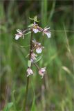 Epipactis palustris. Соцветие. Ленинградская обл., Гатчинский р-н, окр. дер. Авколево, карьер \"Елизаветино\", разнотравный луг на месте выработки известняка. 30.08.2020.