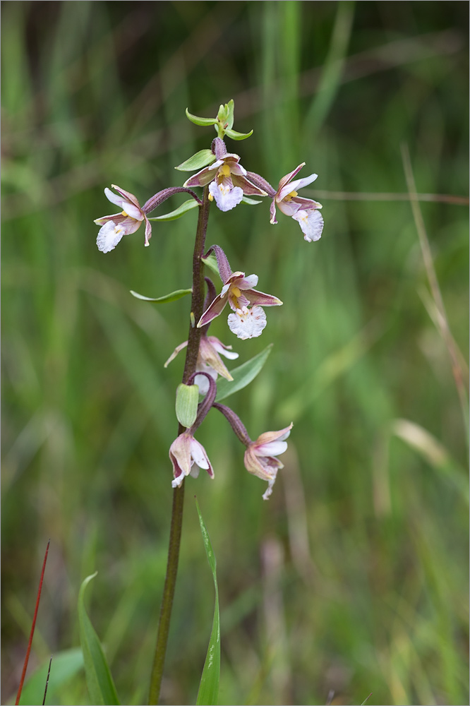 Изображение особи Epipactis palustris.