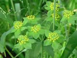 Bupleurum subspecies aureum