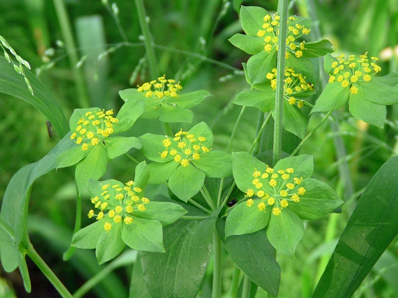 Изображение особи Bupleurum longifolium ssp. aureum.