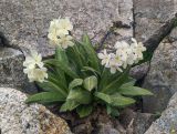 Primula bayernii