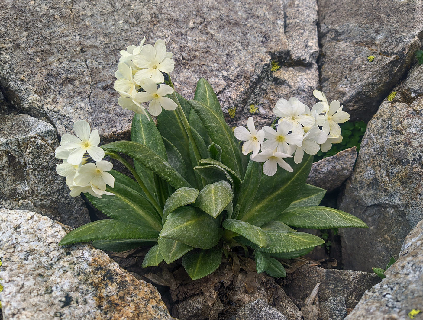 Image of Primula bayernii specimen.