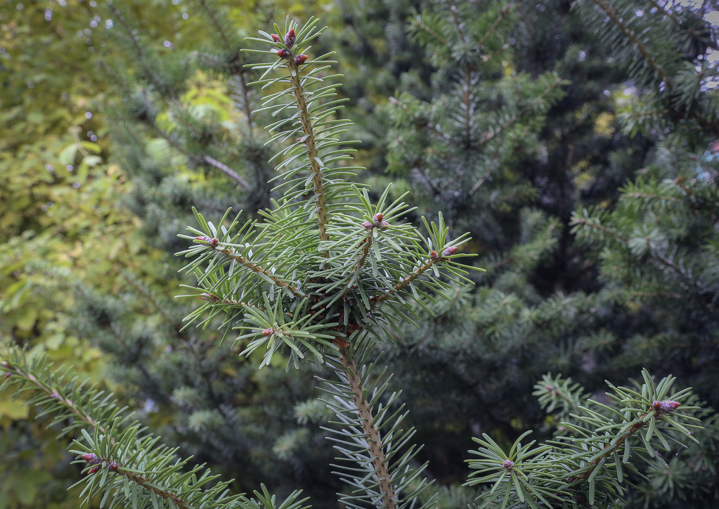 Изображение особи Pseudotsuga menziesii.