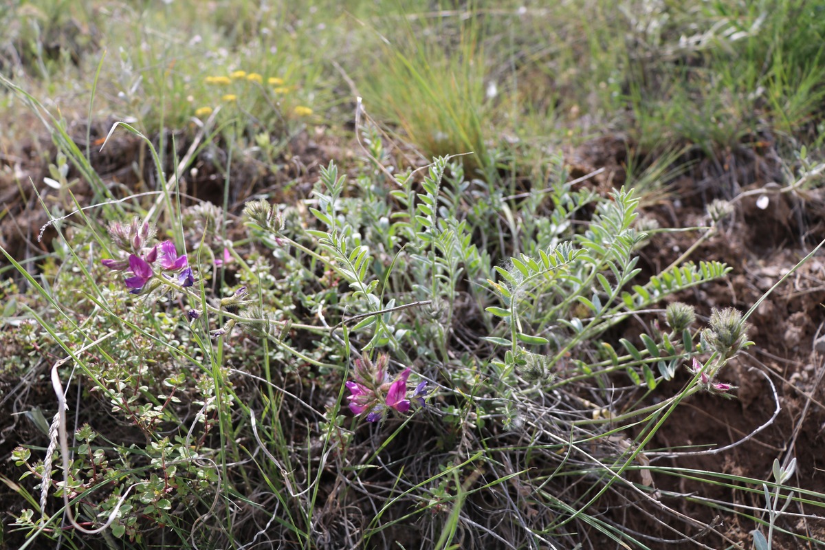 Image of Oxytropis karjaginii specimen.