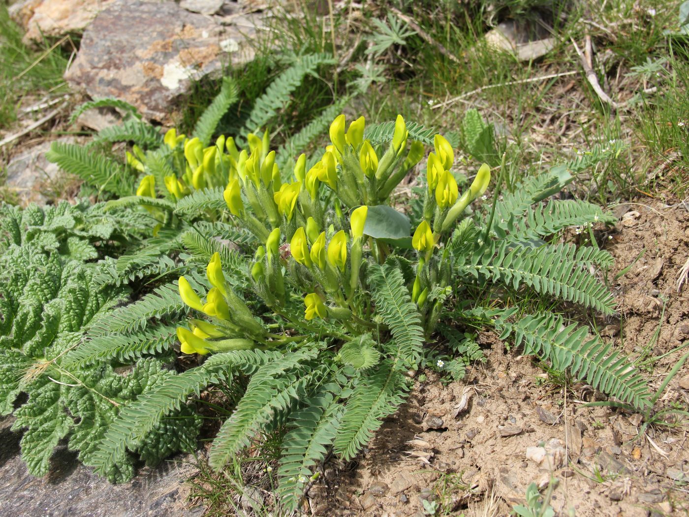 Image of Astragalus macronyx specimen.