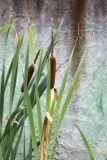 Typha latifolia. Верхушка плодоносящего растения. Приморский край, г. Находка, в канаве у ж.-д. 30.08.2020.