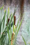 Typha latifolia