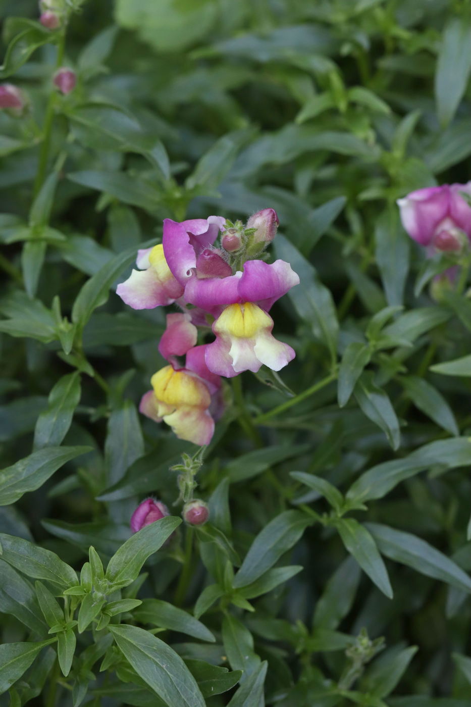 Изображение особи Antirrhinum majus.