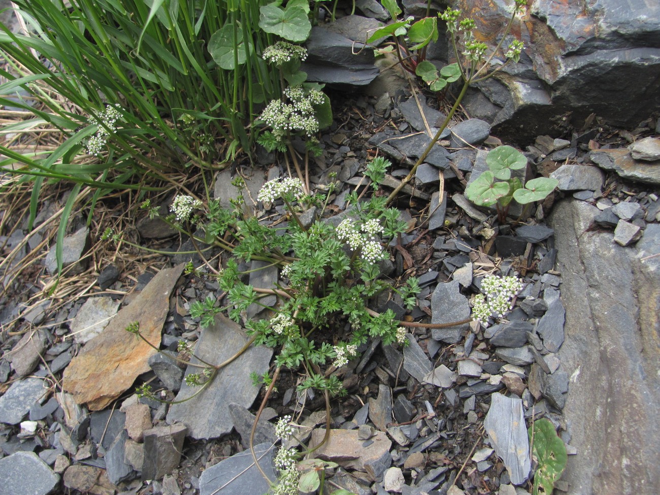 Image of Chaerophyllum humile specimen.