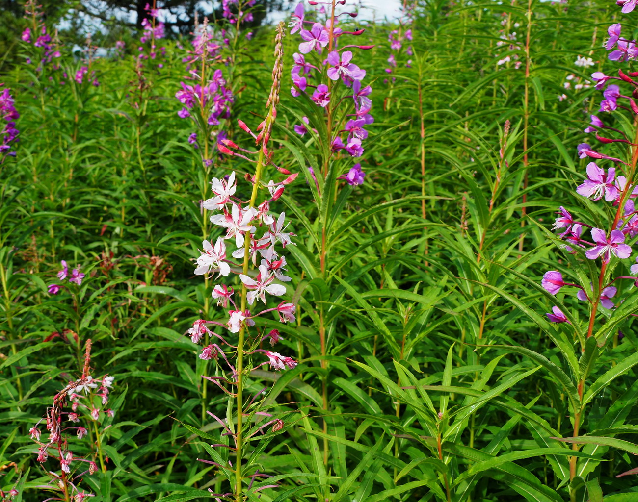 Image of Chamaenerion angustifolium specimen.