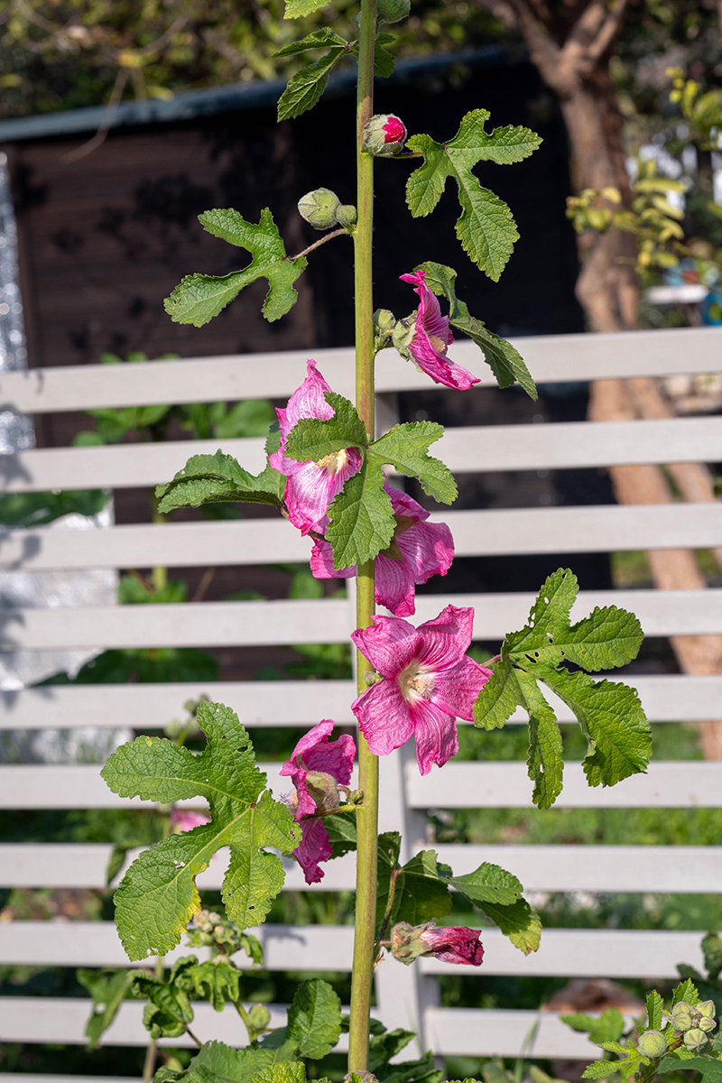 Image of Alcea rosea specimen.