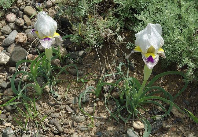 Изображение особи Iris camillae.