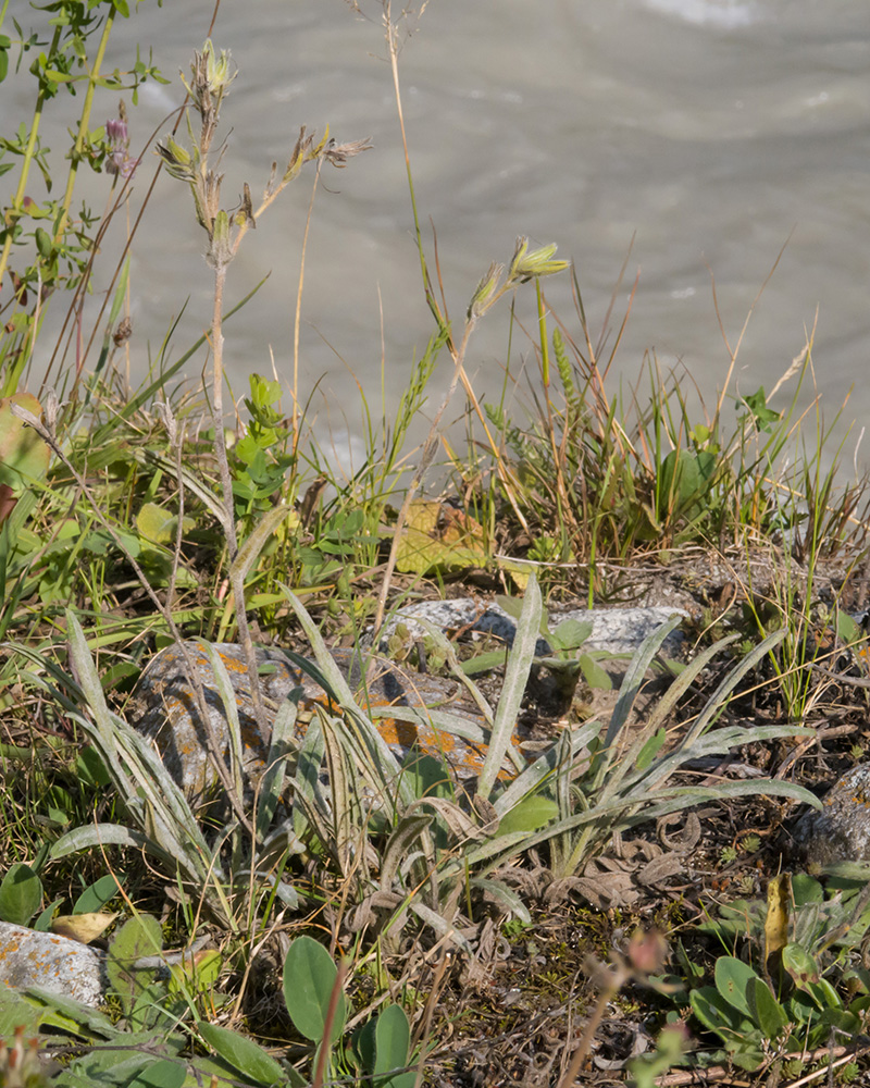 Image of genus Onosma specimen.