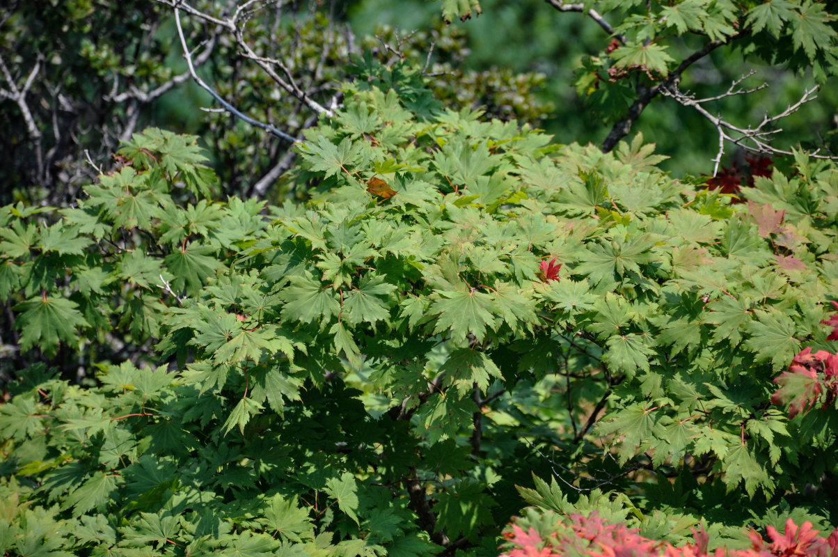 Image of Acer pseudosieboldianum specimen.