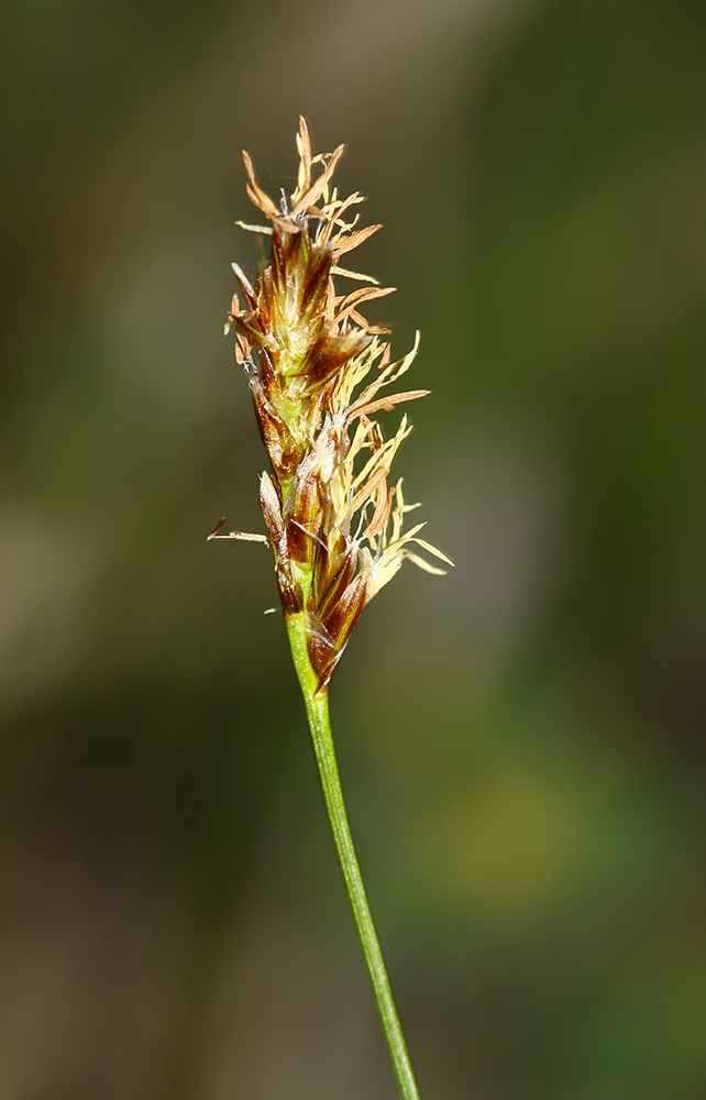 Image of Kobresia filifolia specimen.