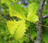 Quercus crispula. Верхушка ветви с соцветиями. Приморский край, Дальнегорский ГО, окр. с. Рудная Пристань, 1 км к юго-юго-западу от мыса Бриннера, опушка дубравы на высокой морской террасе. 12.06.2022.