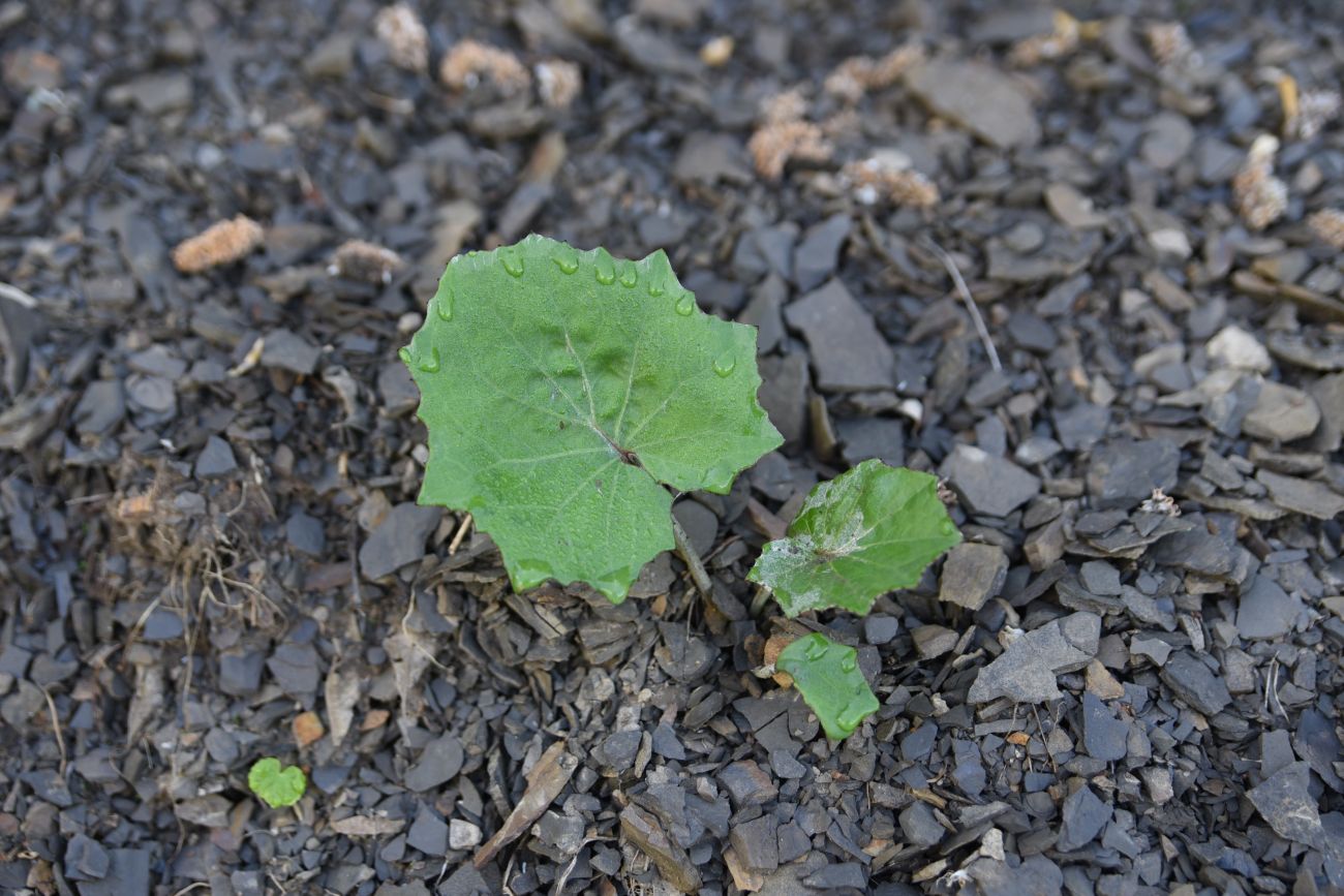 Image of Tussilago farfara specimen.