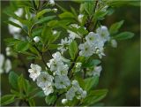 Prunus domestica