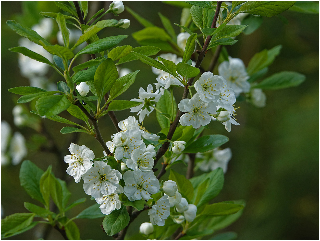 Image of Prunus domestica specimen.
