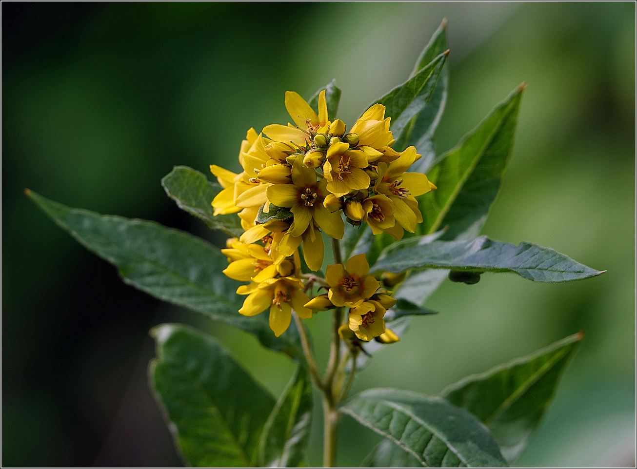 Изображение особи Lysimachia vulgaris.