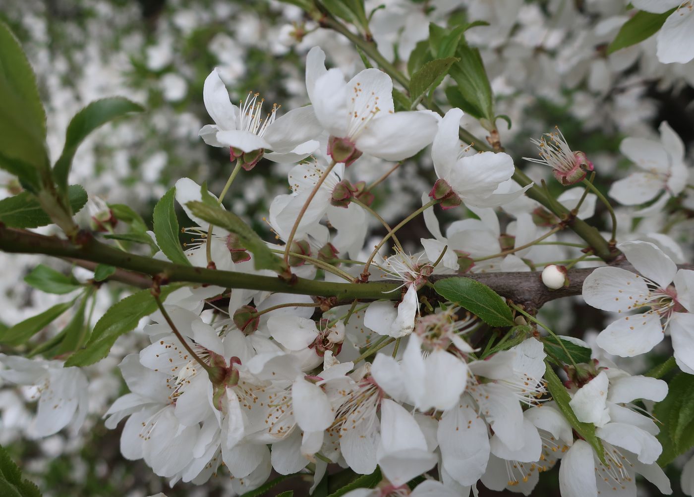 Изображение особи род Prunus.