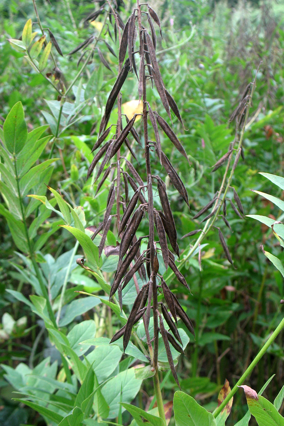 Изображение особи Galega orientalis.