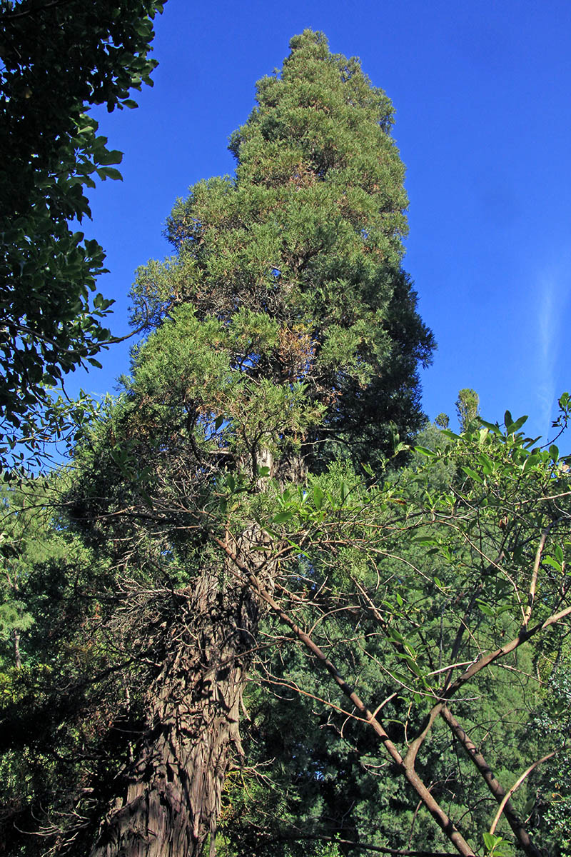 Image of Libocedrus bidwillii specimen.