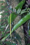genus Wrightia. Побег с плодом. Малайзия, штат Саравак, округ Мири, национальный парк «Мулу». 15.03.2015.