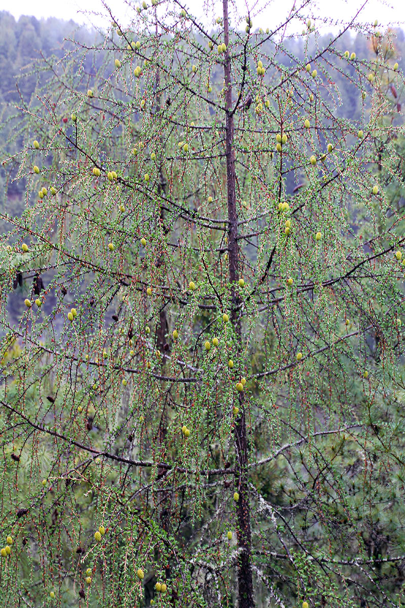 Image of genus Larix specimen.