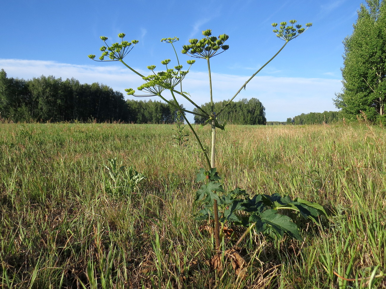 Изображение особи Heracleum sibiricum.