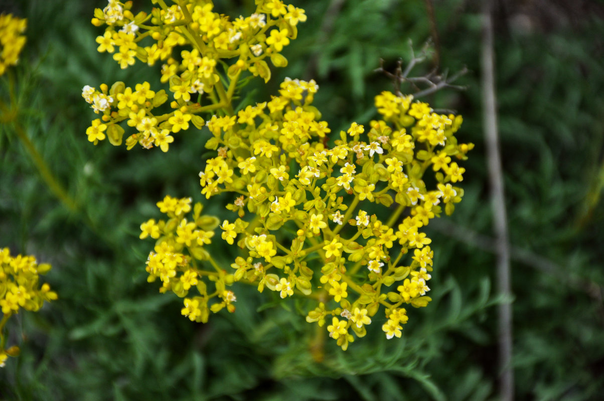 Image of Patrinia intermedia specimen.