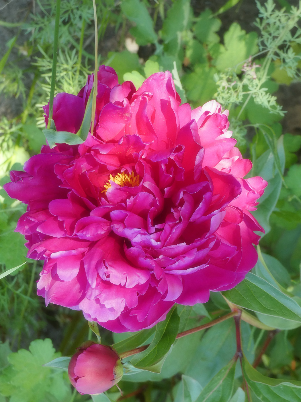 Изображение особи Paeonia lactiflora.