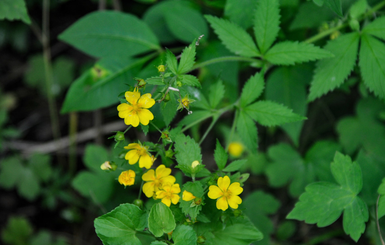 Image of Potentilla cryptotaeniae specimen.