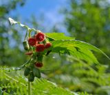 Crassocephalum crepidioides. Верхушка растения с соцветиями. Абхазия, Гудаутский р-н, г. Новый Афон, Афонская гора. 27.09.2022.