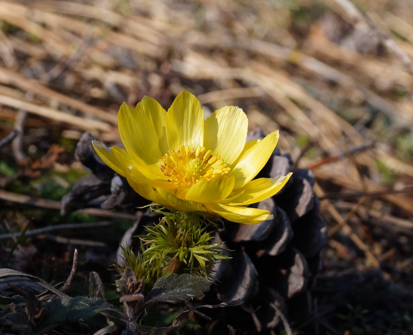 Image of Adonis vernalis specimen.