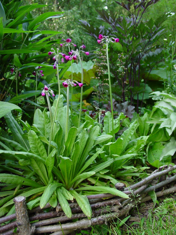 Изображение особи Primula secundiflora.