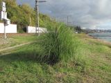 Cortaderia selloana