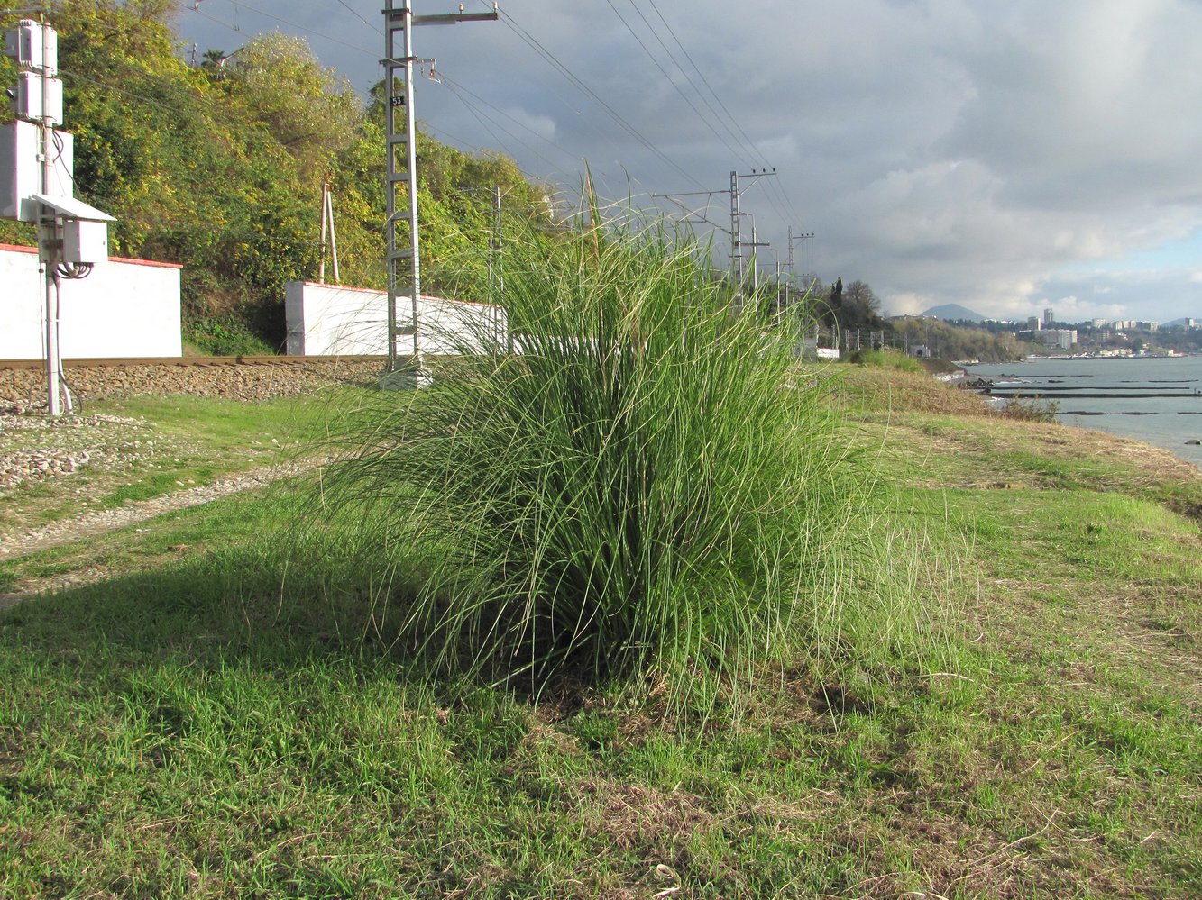 Изображение особи Cortaderia selloana.