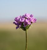 Primula longiscapa. Соцветие. Новосибирская обл., Ордынский р-н, окр. с. Новопичугово. Июнь 2010 г.