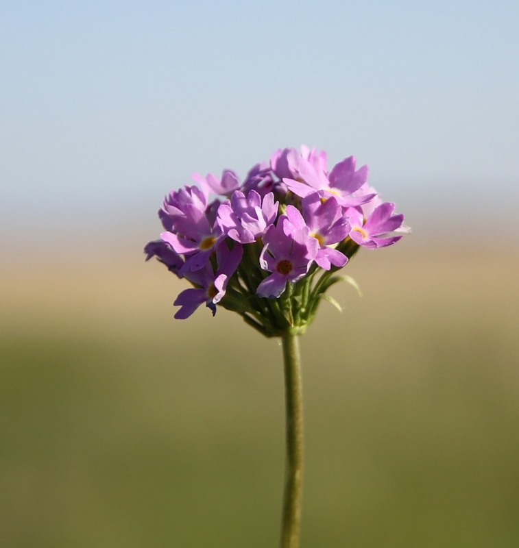Image of Primula longiscapa specimen.